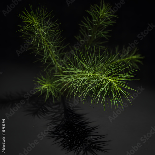 fresh asparagus leaves with delicate thin textures