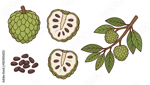 Sugar Apple Fruit Vector Set with Whole, Slice, Seeds and Branch
