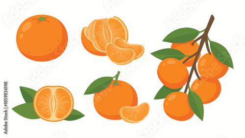 Tangerine Fruit Vector Set with Slices and Branch