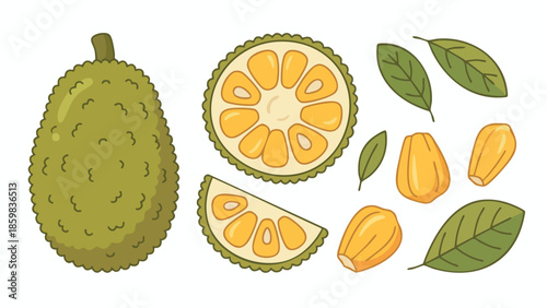 Jackfruit Illustration Set with Whole Fruit, Slices, Flesh and Leaves
