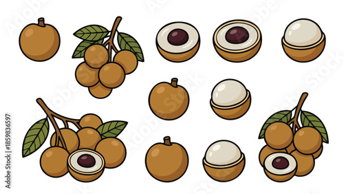 Longan Fruit Illustration Set with Whole, Peeled and Seed