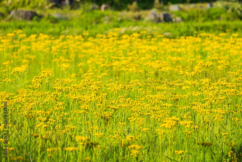 Obraz premium 日本の風景・初夏 秋田県にかほ市 象潟九十九島 サワオグルマ