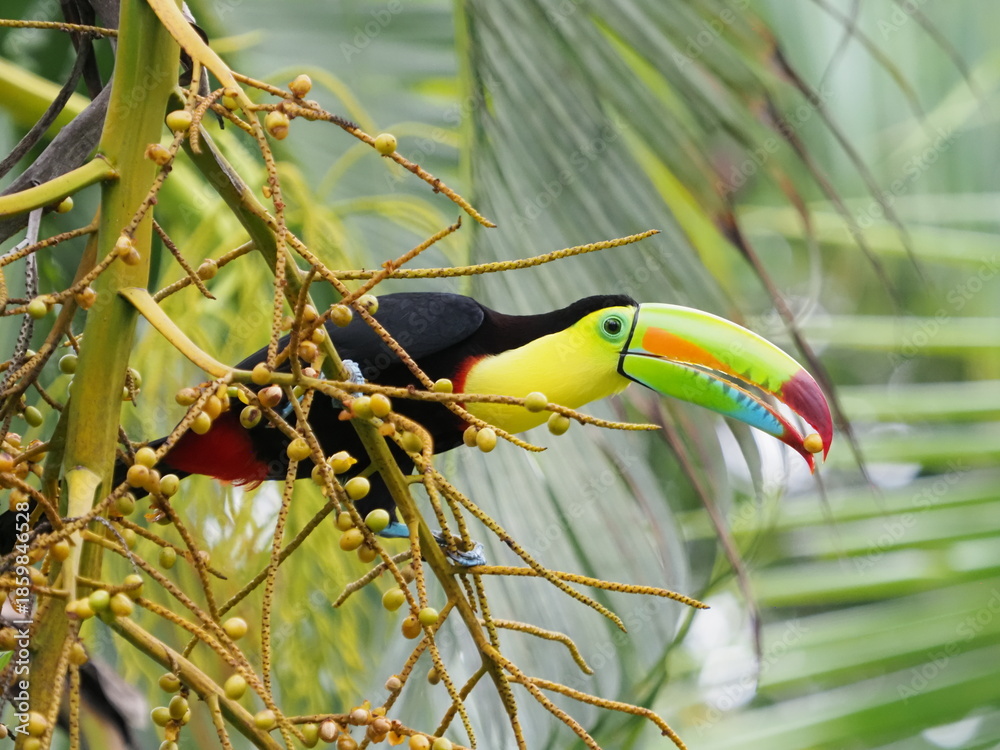Fototapeta premium Keel-billed toucan