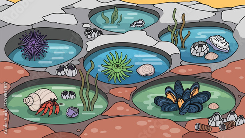 Vibrant intertidal ecosystem illustration showcasing diverse marine life in rocky shore tide pools