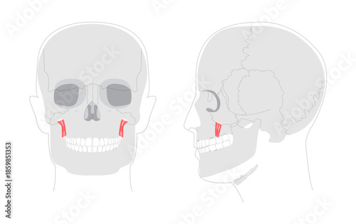 Levator anguli oris - Human facial muscle elevating the corner of the mouth, essential for smiling and facial expression, shown in detailed anatomy chart for medical education and reference.