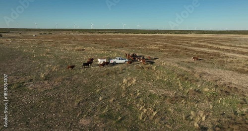 Brown Cattle Cows Following Along White Feed Truck in Grassy Field in Rural Countryside at Sunset