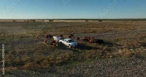 Brown Cattle Cows Following Along White Feed Truck in Grassy Field in Rural Countryside