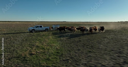 Brown Cattle Cows Following Behind White Feed Truck in Grassy Field in Rural Countryside