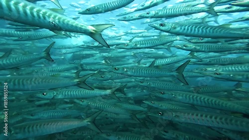 Slow motion underwater shot inside a massive school of barracudas showing sharp eyes, dark gill markings, and metallic bodies swirling together. Filmed at Sail Rock, renowned dive site in Thailand