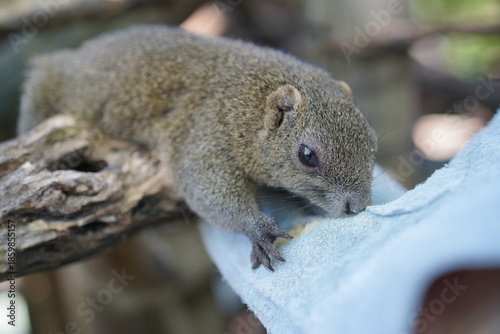 タイワンリスへの餌やり体験