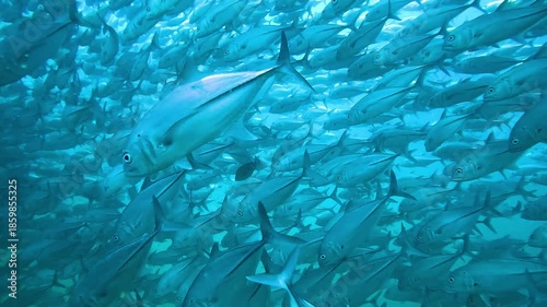 Inside a dense school of trevallies - Caranx sp. - silver bodies shimmer as fish swim all around the camera. Shot at Sail Rock, famous dive site in Thailand near Koh Samui, Koh Tao and Koh Phangan.