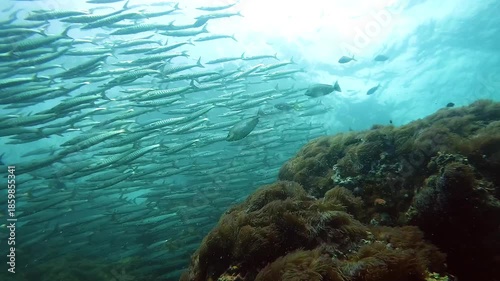 A school of great barracuda Sphyraena barracuda swims just below the surface above rocky reef. Filmed at Sail Rock, famous dive site in Thailand near Koh Samui, Koh Tao and Koh Phangan.