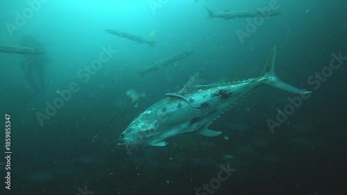 A queenfish Scomberoides commersonnianus with a dark flank spot glides past the camera in blue water. Shot at Sail Rock, famous dive site in Thailand near Koh Samui, Koh Tao and Koh Phangan.