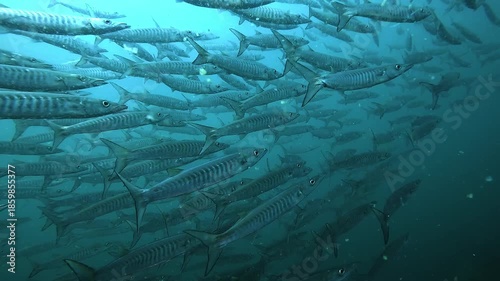 Large school of barracudas cruises along a reef wall, seen from behind during an underwater tracking shot. Silvery bodies align and flow together in blue water. Filmed at Sail Rock, renowned dive site