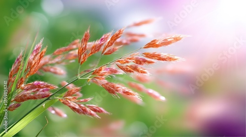 Delicate Grass Blades Bathed in Soft Morning Light with Colorful Bokeh Background