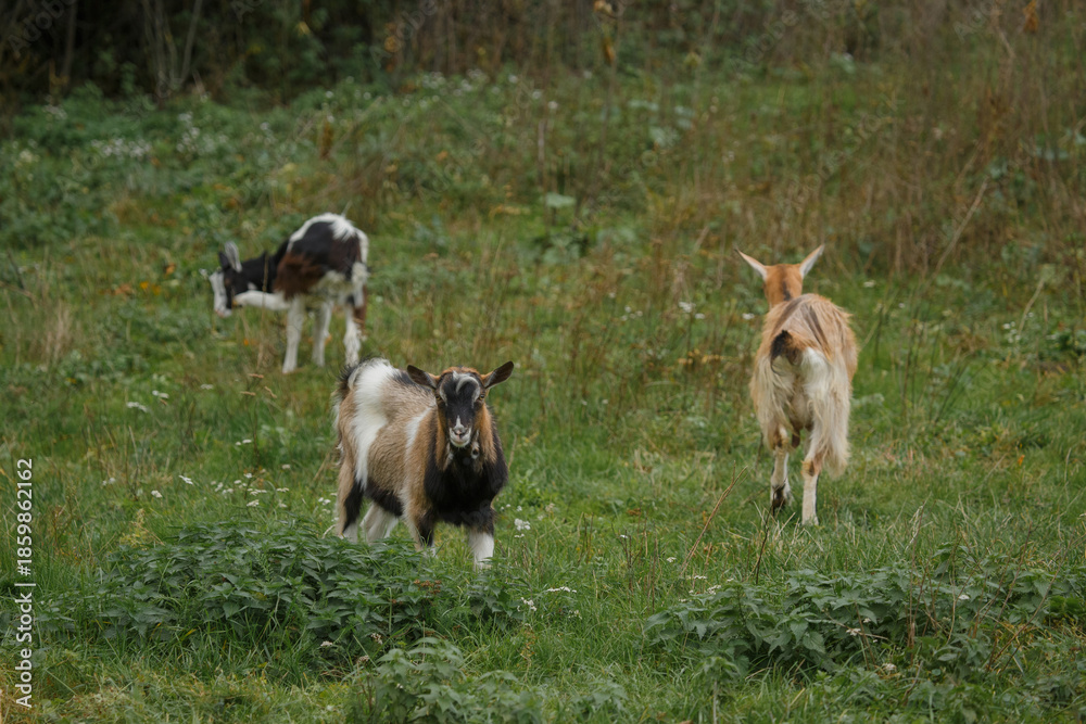 Obraz premium Goats grazing in green pastureland during autumn