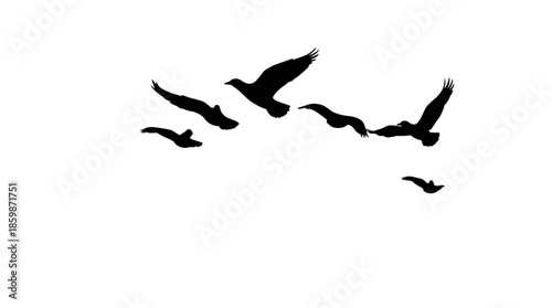 A collection of black vector silhouettes featuring a set of wild birds and seagulls in flight against a nature sky background for wildlife illustration design