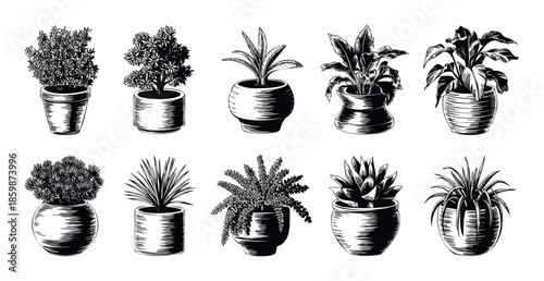 Variety of decorative potted plants in a detailed vintage monochrome woodcut style for home decor, garden articles, botanical books, and elegant graphic assets