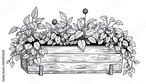 Handdrawn wooden planter box brimming with assorted leafy plants and unique spherical flowers, great for botanical illustrations, garden themed publications, or natural decorative elements.
