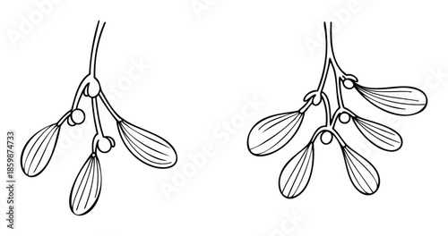 Festive holiday mistletoe branches with berries and leaves make a charming graphic asset for Christmas greeting cards, winter event invitations, and seasonal decoration projects.