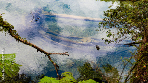 west coast new zealand hiking nature close up plants green thick native bush 