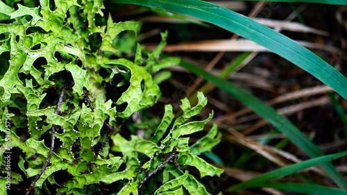 west coast new zealand hiking nature close up plants green thick native bush 