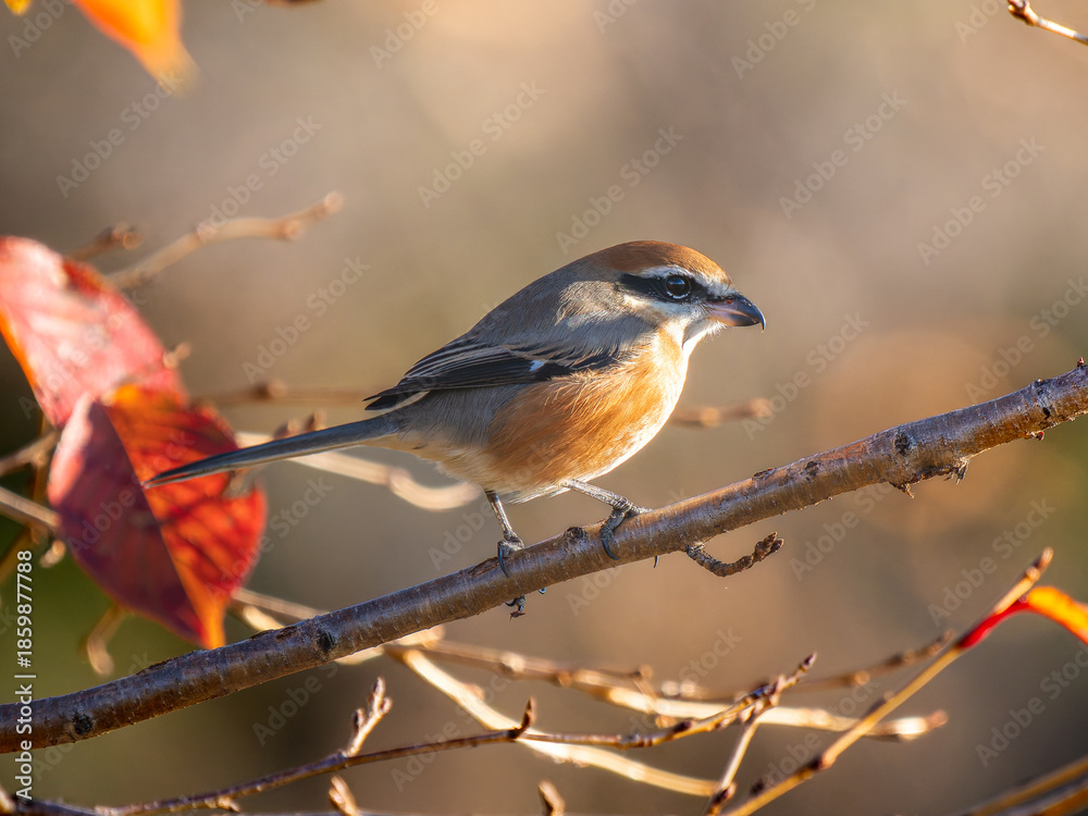 Fototapeta premium 枝にとまるモズ