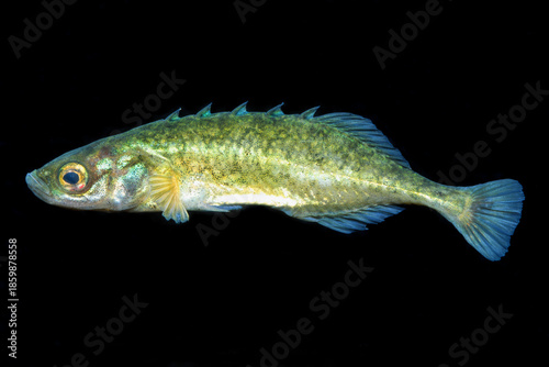 Фотография Brook Stickleback, Culaea inconstans, black background.
