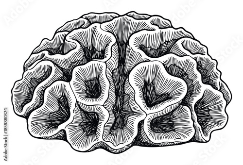 Black and white woodcut style illustration of an abstract brain or coral reef formation with intricate lines and deep folds for scientific, educational, or organic themed projects