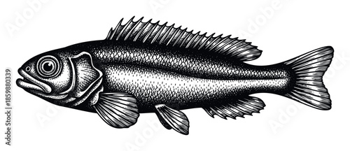 Detailed vintage engraving of a freshwater fish, showcasing intricate scales and spiny fins, perfect for fishing themed apparel, seafood restaurant branding, or historical natural history