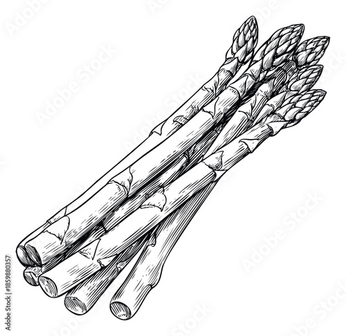 Hand drawn asparagus spears bunched together, perfect for food blogs, restaurant menus, cooking recipe books, or healthy eating promotions.