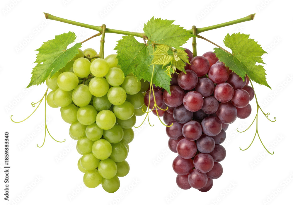 Fototapeta premium Vibrant green and deep red plump grape bunches with fresh vine leaves, dewy and bloomed, isolated on a transparent studio background with copy space, concept of natural abundance and health