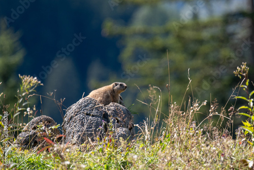 alpine marmot (Marmota marmota) on a rock near Priesbergalm, Berchtesgaden national park, bavaria, germany