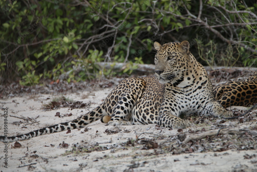 Fototapeta premium Sri Lankan Leopards in Wilpattu National Park, Sri Lanka 