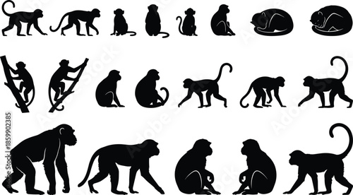 Black monkey silhouette collection in various poses including walking sitting climbing and sleeping, wild jungle animal vector illustration set
