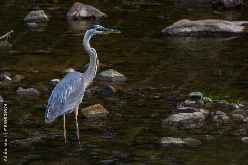 Fototapeta premium Blue heron in the creek
