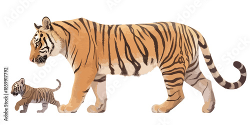Ilustração de tigre adulto e filhote caminhando lado a lado com fundo branco transparente.