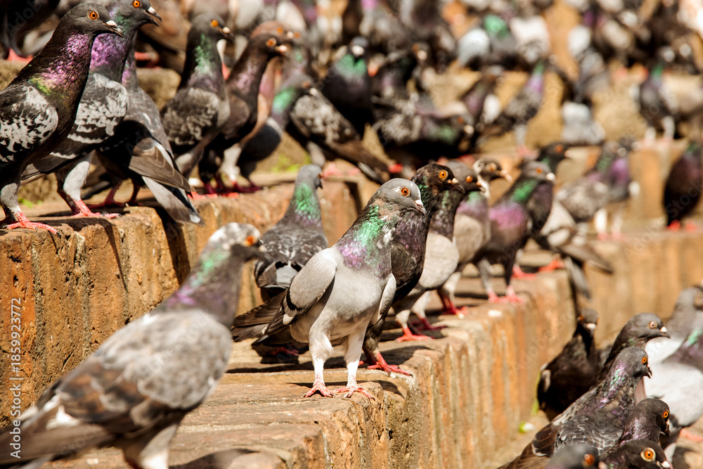 Fototapeta premium A large flock of urban pigeons highlights overpopulation and public health problems. Selective focus.