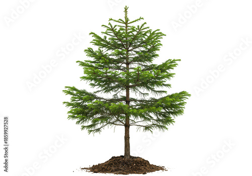 Small evergreen tree isolated on transparent background
