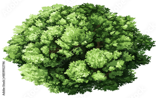 Vista dall'alto di una chioma d'albero verde rigogliosa con sfondo trasparente, isolata per il design.