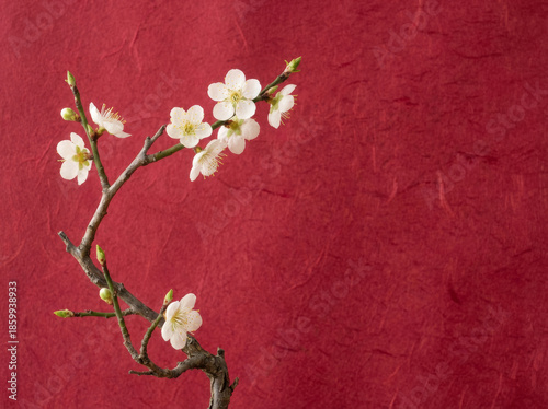 White plum blossom branch on textured red paper background with copy space. Minimalist Spring Festival floral concept.