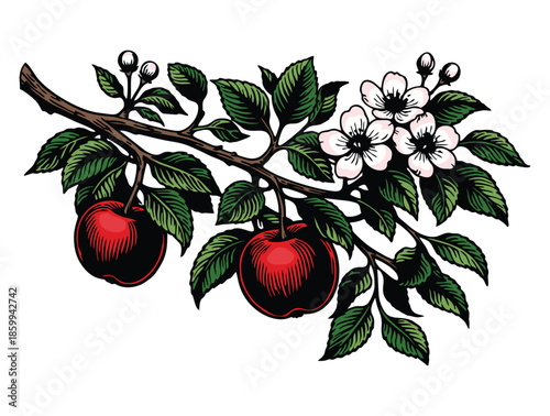 Two red apples on a branch with white spring blossoms.