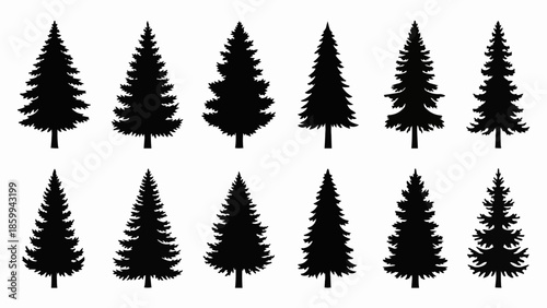 Collection of Black Silhouette Evergreen Trees Vector Illustration.