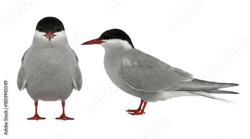 close up of a red crested cockatoo