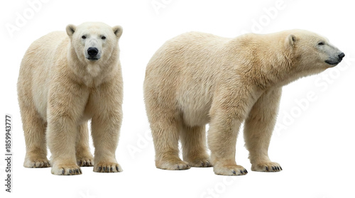 Polar Bears Standing on White Background Showing Front and Side Views