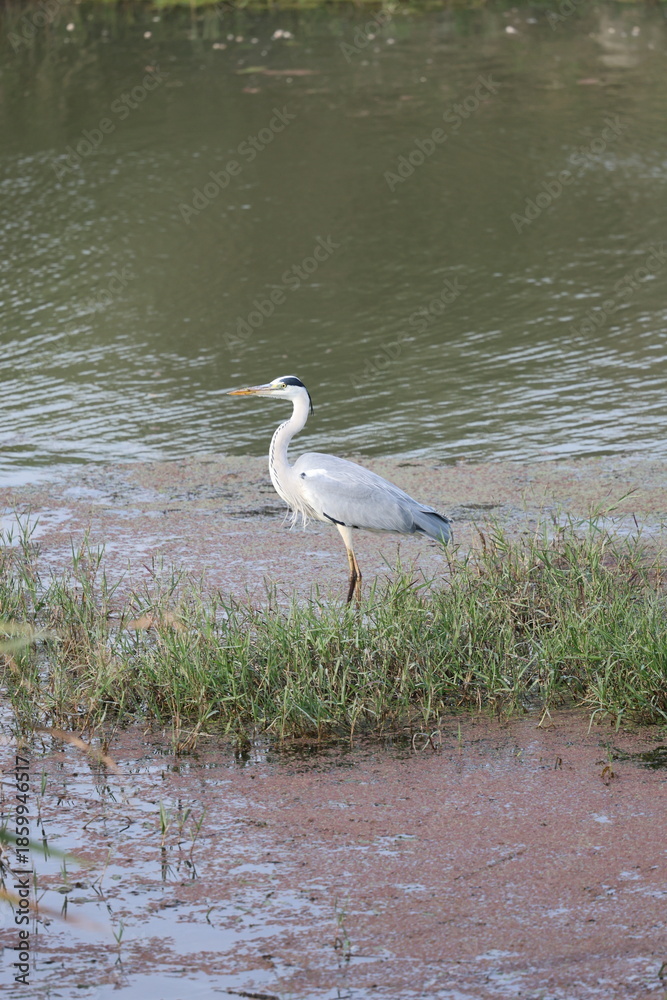 Fototapeta premium Egret reflecting water. High quality photo