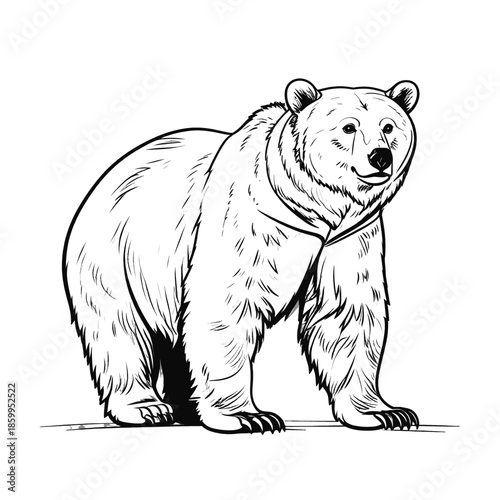 Detailed Sketch of a Standing Bear Facing Forward in Black and White Against a White Background Illustrating Wildlife