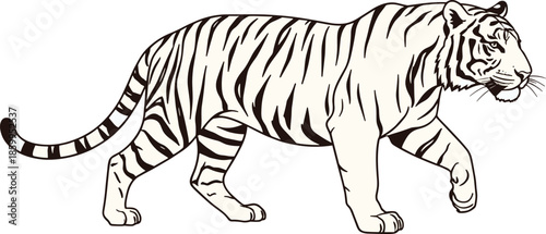 White tiger line art illustration with black stripes and realistic walking pose for wildlife logo and nature designWhite tiger line art illustration with black stripes and realistic walking pose for w