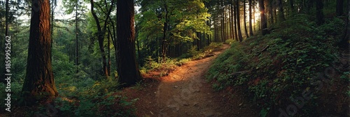 A winding dirt path leads into a dense, dark forest, illuminated by a golden ray of sunlight filtering through the trees.