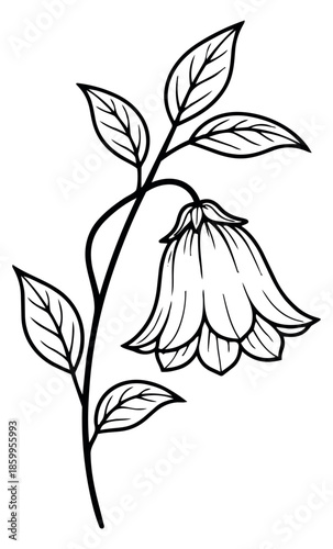 Hand drawn line art illustration of a bellflower depicting blooming for floral decoration